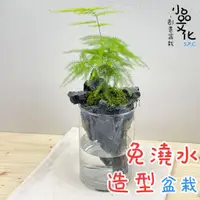 在飛比找蝦皮商城優惠-【小品文化】文竹【現貨】仿真石景免澆水盆栽 懶人盆栽 觀葉植