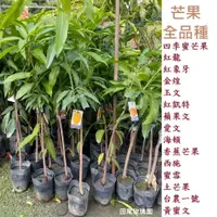 在飛比找蝦皮購物優惠-田尾玫瑰園 l 【全品種嫁接芒果苗🥭】愛文 金煌 四季 台農