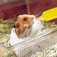 在飛比找蝦皮購物優惠-Mini Cavy♥ 日本 小動物營養強化劑 Marukan