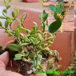 BULBOPHYLLUM SESSILE MINI 獨家越南獨家花卉/套玻璃容器,微型