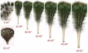 PEACOCK FEATHERS 10''-55" Beautiful Natural Eyes 10-200 Pcs (Halloween/Costume)
