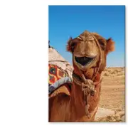 Close-Up Of a Dromedary Camel Print 100% Australian Made 50 x 75cm (Stretched)
