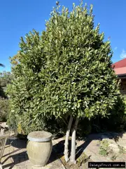 Buy Bay Tree Plants - Laurus nobilis