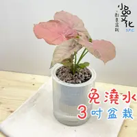 在飛比找蝦皮商城優惠-【小品文化】粉紅合果芋【現貨】3吋條紋圓免澆水盆栽 懶人盆栽