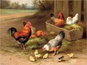 Farmyard Chickens Rooster Accent Tile Mural Kitchen Wall Art Backsplash Ceramic