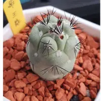 在飛比找蝦皮購物優惠-Findx找肉 帝王龍Ortegocactus macdou