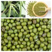 Ceylon Organic Mung Bean Sprouting Seeds Whole Microgreens Moong Healthy Food.