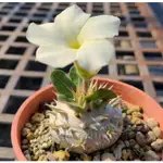 【塊根英雄】白花惠比須笑種子/PACHYPODIUM BREVICAULE SUBSP. LEUCOXANTHUM/