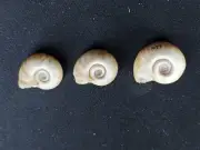 #0028 Lot of 3 Planorbis, Bengal, approx. 18mm Land snail shells