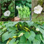 Moon Flower seeds