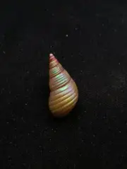 Rare, Phasianotrochus eximius rainbow kelp Maireener aboriginal sea shell #12793