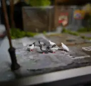 1/64 painted figure animal pigeons sparrows Model fit 1:64 car street diorama