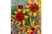 COREOPSIS 'Dwarf Radiata Mix' seeds - Standard Packet (see description for seed quantity)