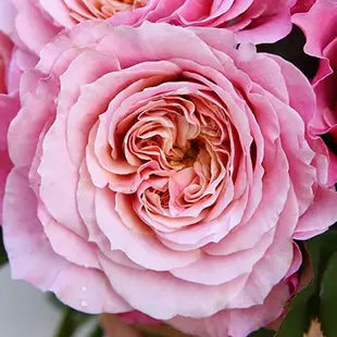 《雅》 🈶貨 🌟強香🌟🌹 玫瑰花盆栽苗 🌹 玫瑰苗 🌹 玫瑰花苗 🌹 玫瑰盆花 🌹玫瑰花🌹