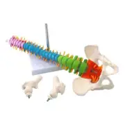 45CM Human Anatomical Cervical Vertebra Model Cervical Spine with Neck Artery US