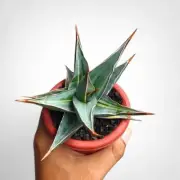 Sansevieria Pinguicula Variegated Rare Uniqe Snake Plant