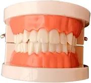 iplusmile Standard Teeth Model for Oral Education Demonstration Typodont for Teaching Brushing Techniques for Learning and Patient Communication