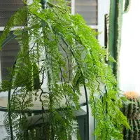 在飛比找樂天市場購物網優惠-仿真蕨類吊藤森系室內造景壁掛植物角裝飾藤蔓垂吊墻面上懸掛綠植