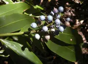 Buy Native Ginger Plants - Alpinia caerulea