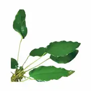 Assorted Anubias For Fish Shrimp Snail Tank Aquarium