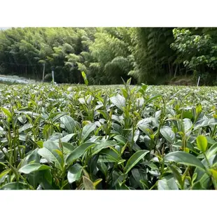 【喝喝茶咖啡小賣部】福壽梨山高冷烏龍茶 小包裝20克/包 清香 台灣茶葉 烏龍茶 高山茶