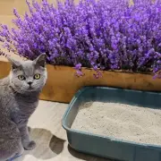 POOWEE! Clumping Lavender Cat & Kitten Litter, 7.5kg - Long Lasting Clumping and