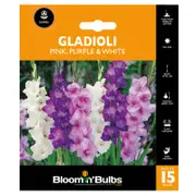 Bloomin' Bulbs Gladioli Pink / Purple / White Blend - 15 Pack