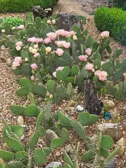 2 Prickly Pear Cactus Pink & Yellow Blooms 7-9" PADS