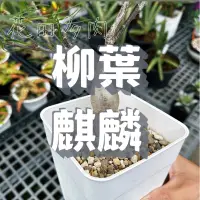 在飛比找蝦皮購物優惠-柳葉麒麟 4吋盆 塊根/塊莖/多肉植物/仙人掌/龍舌蘭/av