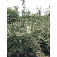 在飛比找蝦皮購物優惠-小葉欖仁8吋盆約150公分高(有多種尺寸歡迎詢問)-春耕種苗