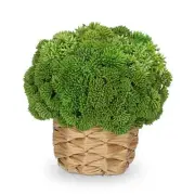 Succulent Plants Artificial Small Faux Succulents Arrangement in Woven Basket