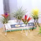DIY Flower Shelf Hanging Air Pineapple Rack Living Room Ornament