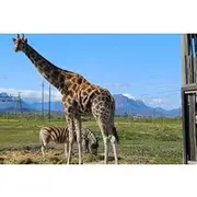 Save 5.00%! Cape Town Giraffe House, Cheetah Encounter and Wine Tasting Tour.
