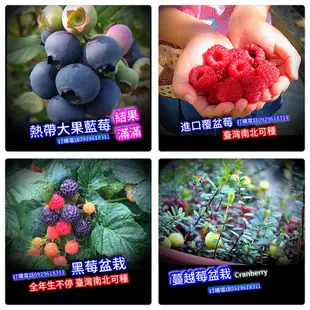 蔓越莓盆栽【進口-熱帶品種】小紅莓 黑莓 覆盆莓 樹莓 藍莓 水果苗