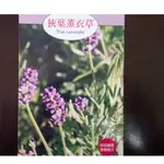 菜子店 花卉種子 狹葉薰衣草