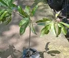 Graftedd Variegated Manikara Fruit Tree Rare Plant