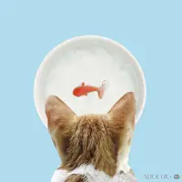 在飛比找樂天市場購物網優惠-【築實精選】SUCK UK × Goldfish Cat B