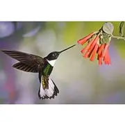 Save 9.86%! 4 World of Ecuador " Coast - Andean - Amazon - Galapagos"