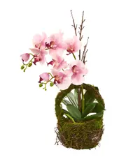 Nearly Natural Phalaenopsis Orchid Artificial Arrangement in Twig Basket