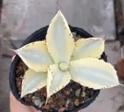 Rare liveSucculent plant Agave isthmensis Variegated Random Boutique SALE