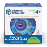 Learning Resources Plant Cell Crosssection Model 1901