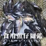 50魚-幼魚舖觀光魚場： 珍珠石斑區參觀門票 食用魚苗