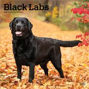 2025 Labrador Retrievers Black Wall Calendar