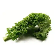 Organic Green (Scottish) Kale Bunch – Fresh, healthy organic delivery | Doorstep Organics