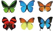 Large Butterfly Temporary Tattoos by Butterfly Utopia (6 Sheets)