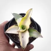 Sansevieria Robusta Aurea Variegated Rare Uniqe Snake Plant
