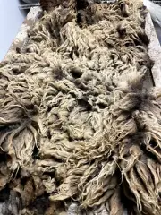 5+lbs Navajo Churro Sheep Raw Lamb Fleece Raw Wool spinning weaving felting hair