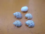 ⭐️⭐️⭐️⭐️⭐️ 5 Hermit Crab Shells Small/Medium