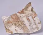 ARCHAEOCYATHA SLICE, CAMBRIAN, AJAX FORMATION, AUSTRALIA S54