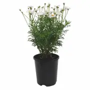 140mm Marguerite Daisy - Argyranthemum frutescens 'Crystal'
